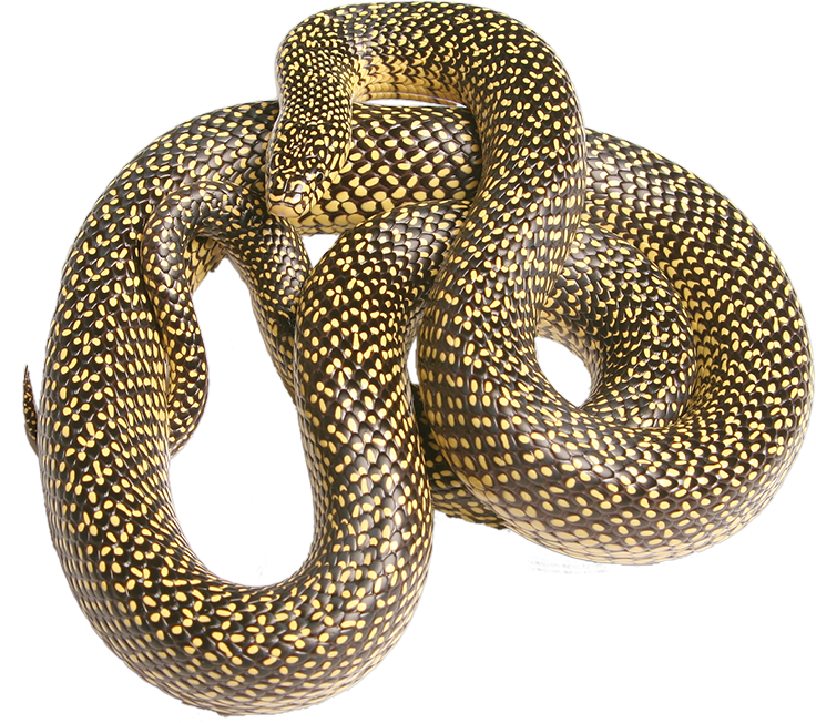 Texas Snakes & More vendor profile